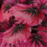 Begonia T REX® 'Ruby Slippers'