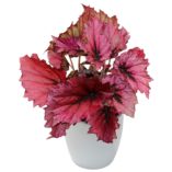 Begonia T REX® 'Ruby Slippers'