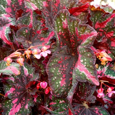 Begonia T REX® 'St. Nick'