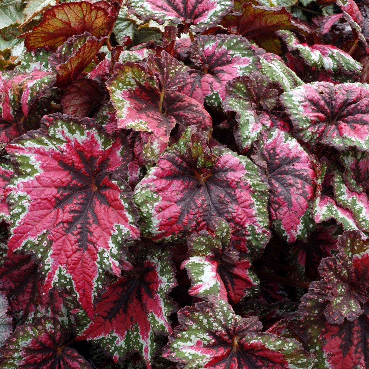 Begonia T REX ‘St. Nick’ | TERRA NOVA® Nurseries, Inc.