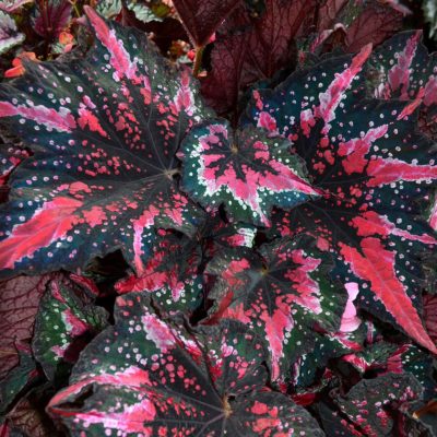 Begonia T REX® 'St. Nick'