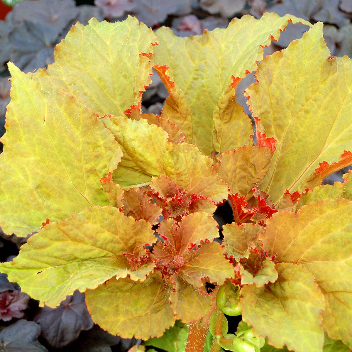 Begonia 'Wineuma'