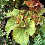 Begonia 'Wineuma'