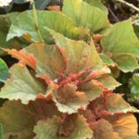 Begonia 'Wineuma'