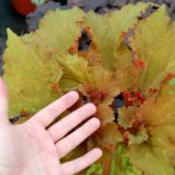 Begonia 'Wineuma'