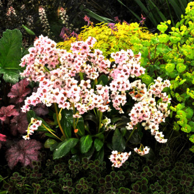 Bergenia DRAGONFLY™ 'Angel Kiss'