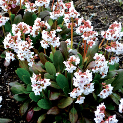 Bergenia DRAGONFLY™ 'Angel Kiss'