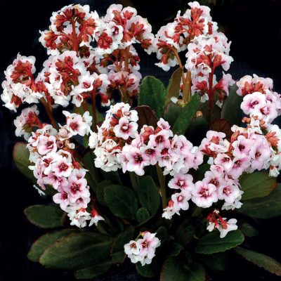 Bergenia DRAGONFLY™ 'Angel Kiss'