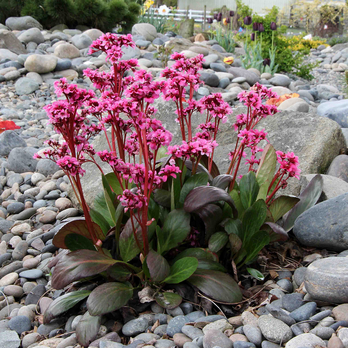 Bergenia DRAGONFLY™ 'Sakura'