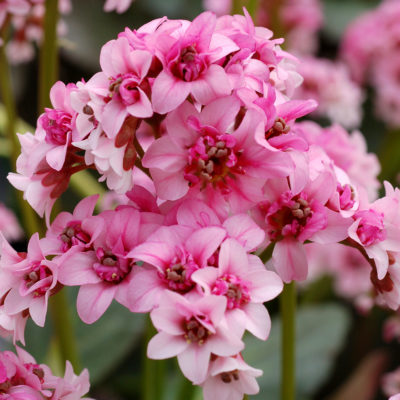 Bergenia DRAGONFLY™ 'Sakura'