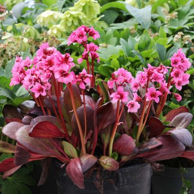 Bergenia 'Flirt'