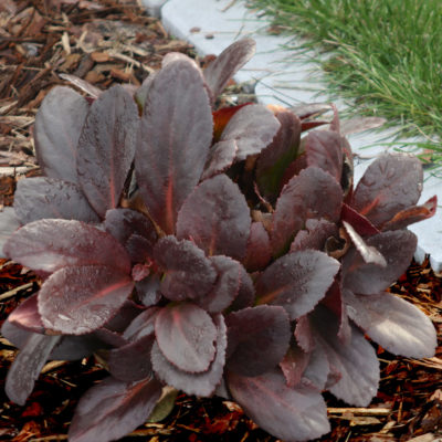 Bergenia 'Flirt'