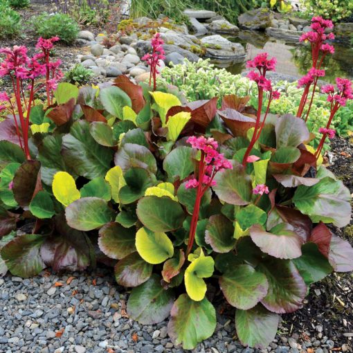 Bergenia 'Lunar Glow'