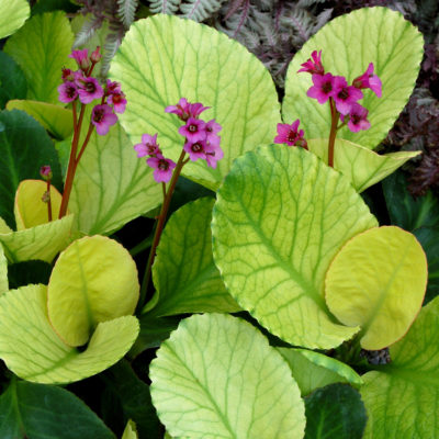 Bergenia 'Lunar Glow'