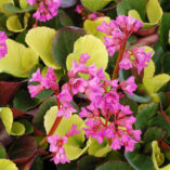 Bergenia 'Lunar Glow'