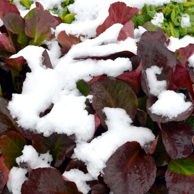 Bergenia 'Lunar Glow'