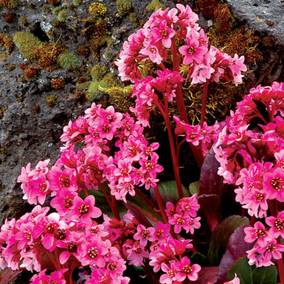 Bergenia 'Pink Dragonfly'