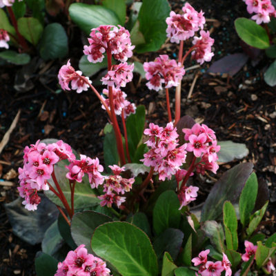 Bergenia 'Pink Dragonfly'