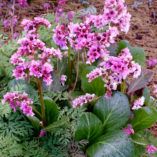 Bergenia 'Pink Dragonfly'