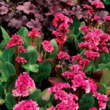 Bergenia 'Pink Dragonfly'