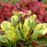 Bergenia 'Solar Flare'