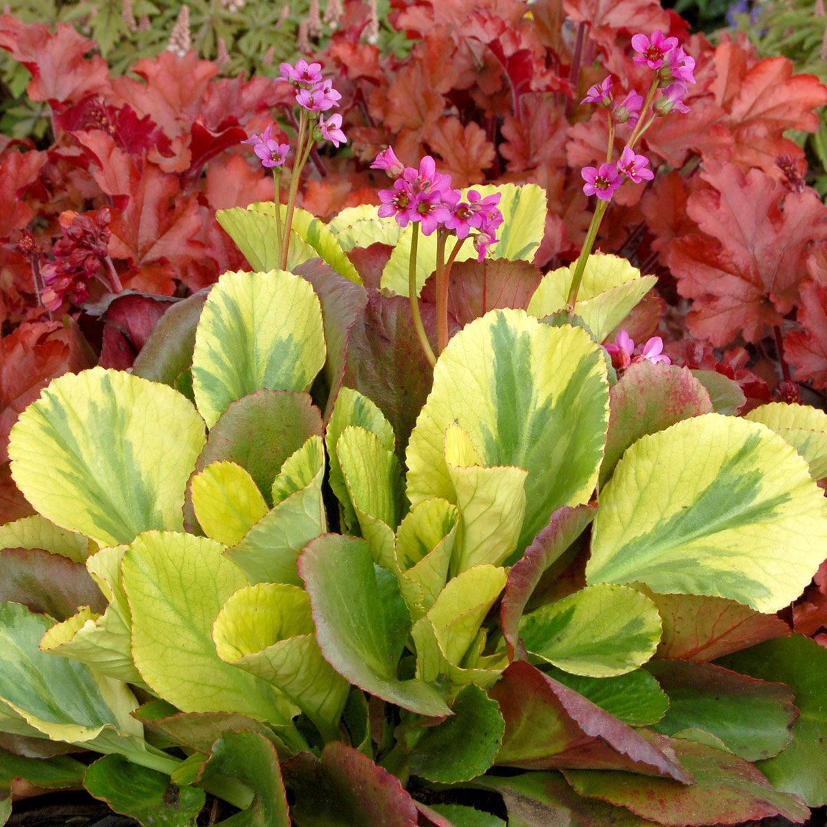 Bergenia 'Solar Flare'