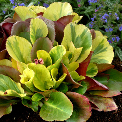 Bergenia 'Solar Flare'