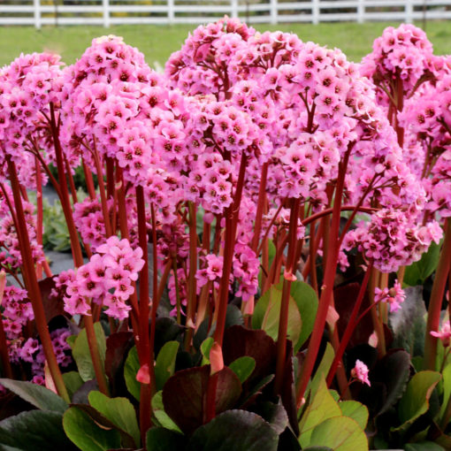 Bergenia 'Spring Fling'