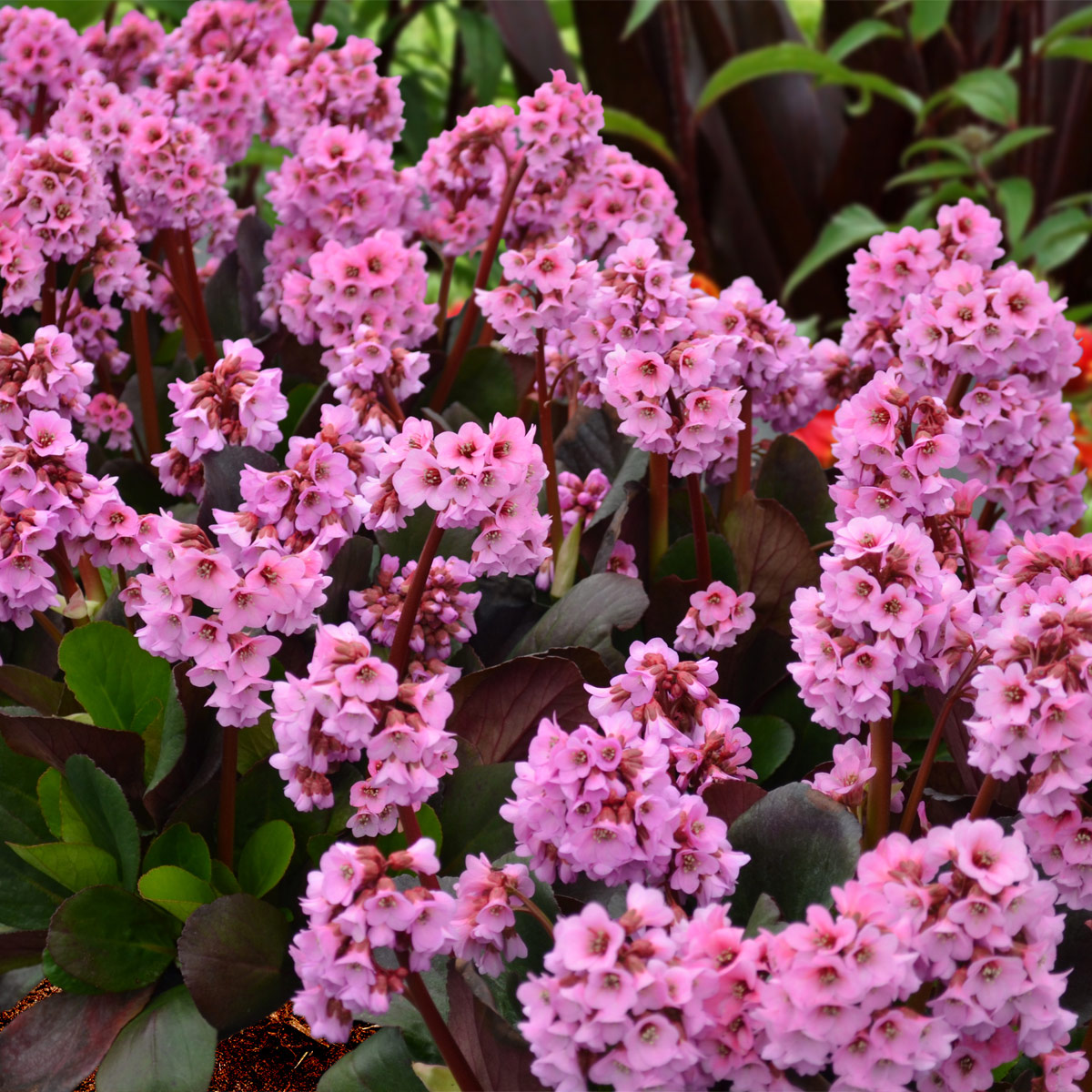 Bergenia 'Spring Fling'