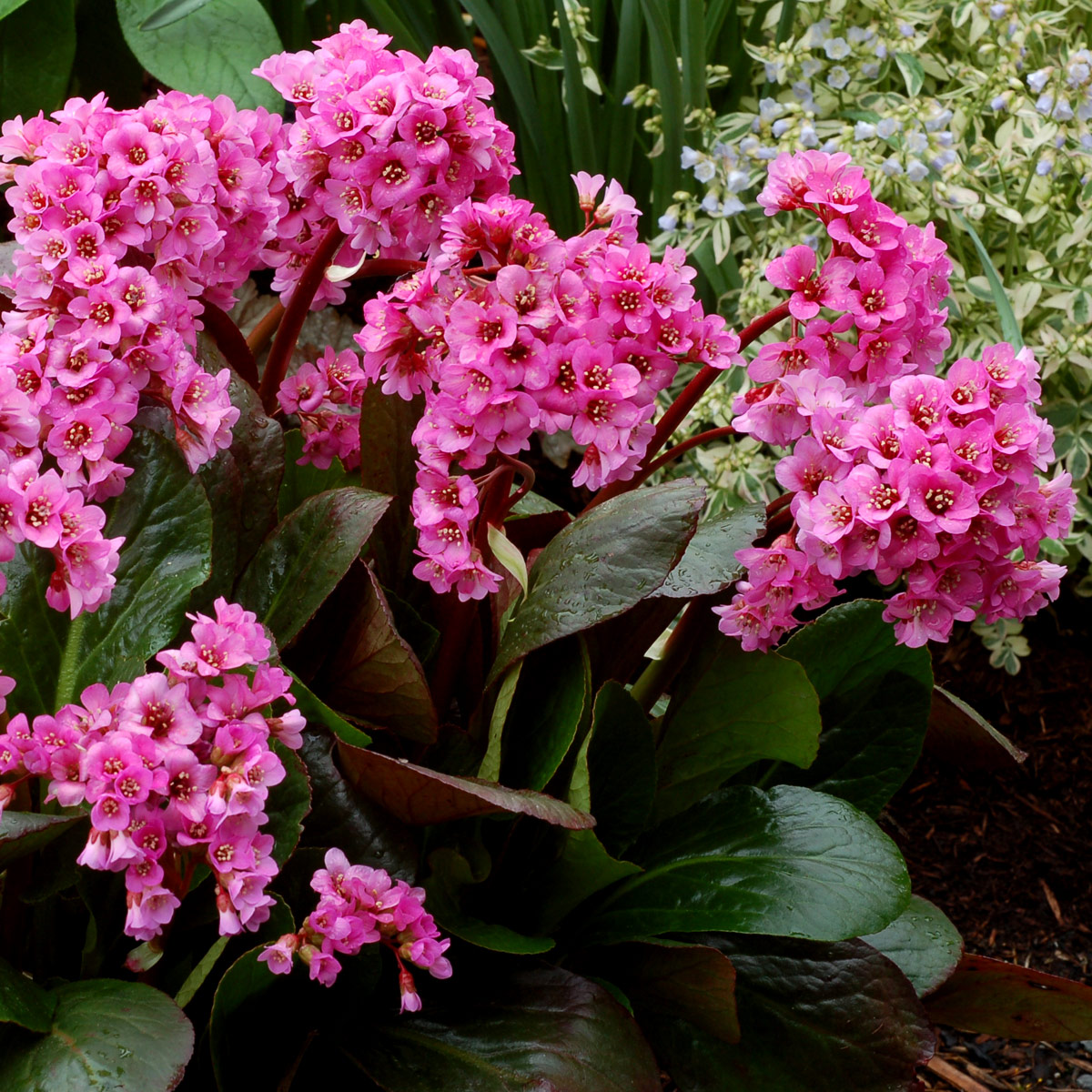 Bergenia 'Spring Fling'