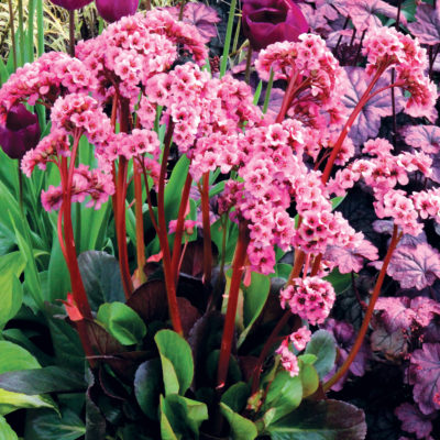 Bergenia 'Spring Fling'