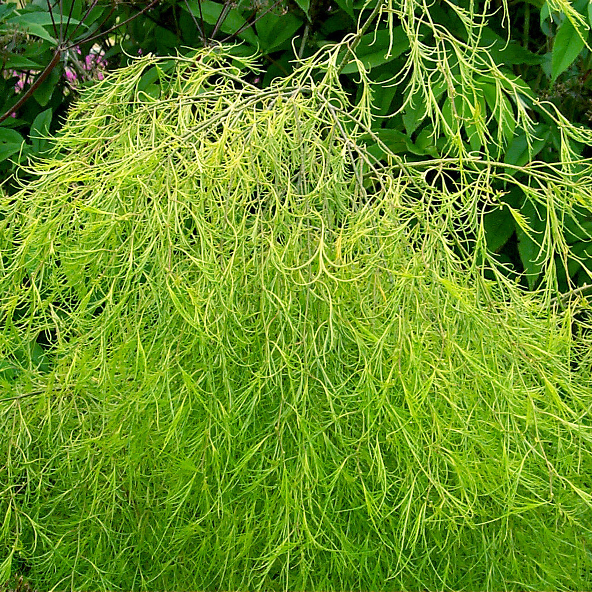 Betula 'Filigree Lace'