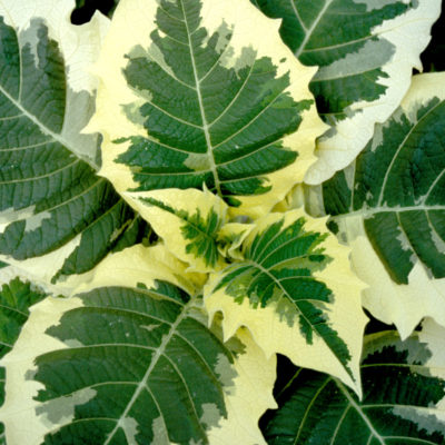 Brugmansia 'Snowbank'