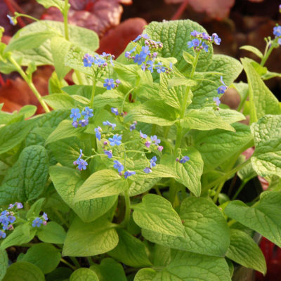 Brunnera 'Diane's Gold'