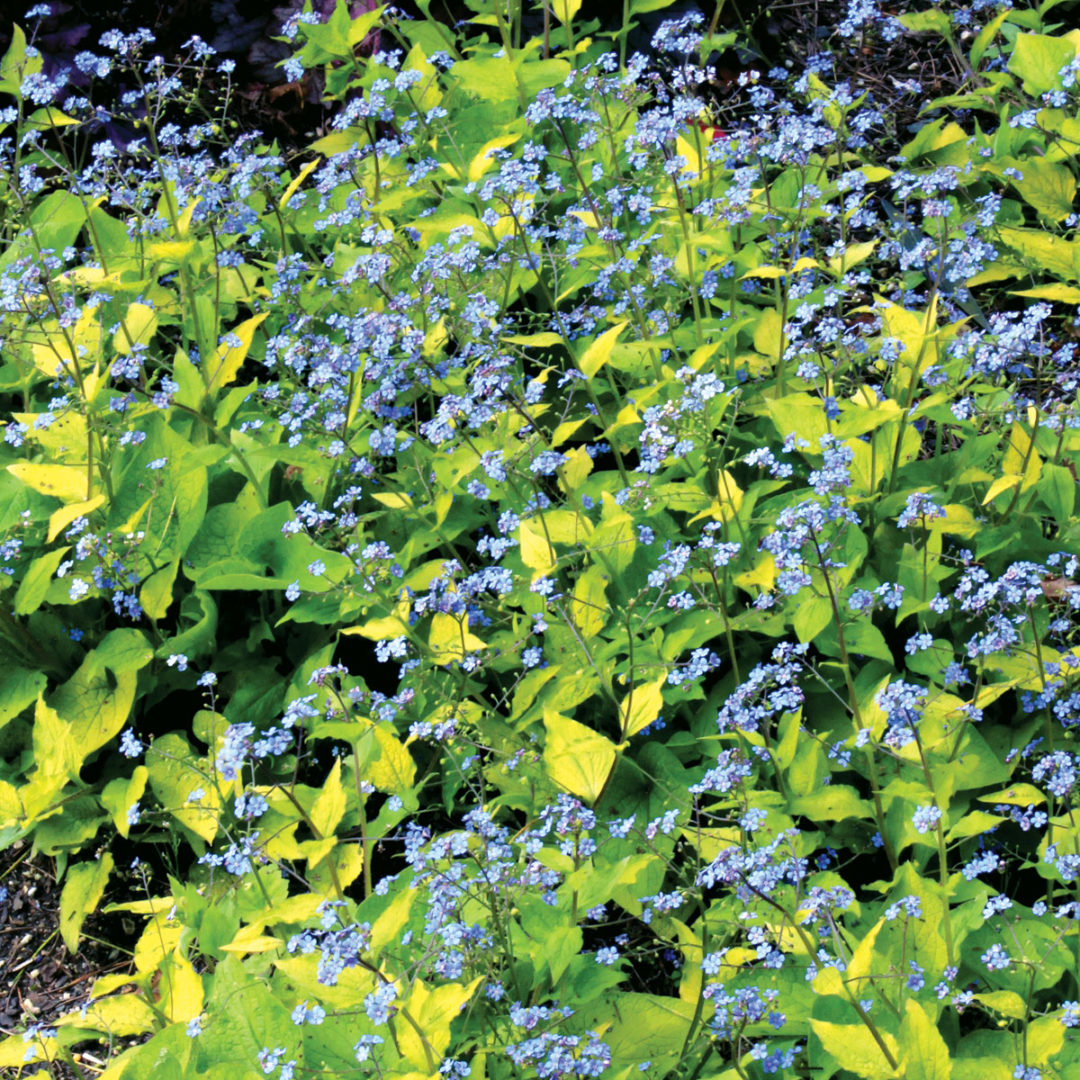 Brunnera ‘Diane’s Gold’ TERRA NOVA® Nurseries, Inc.