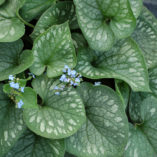 Brunnera 'Emerald Mist'