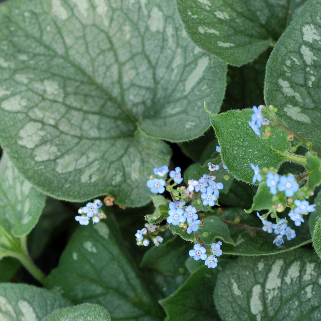 Brunnera ‘Emerald Mist’ | TERRA NOVA® Nurseries, Inc.