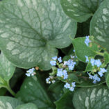 Brunnera 'Emerald Mist'