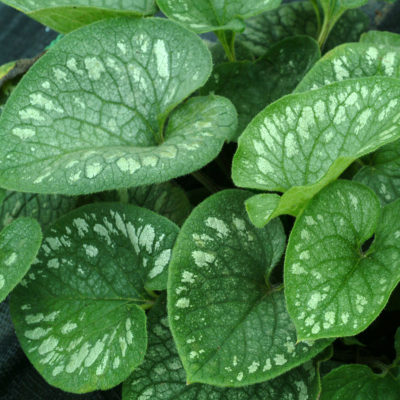 Brunnera 'Emerald Mist'