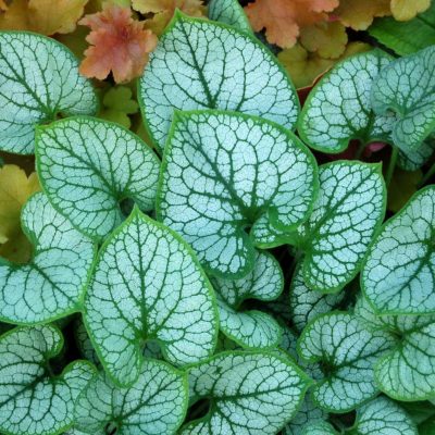 Brunnera 'Jack Frost'