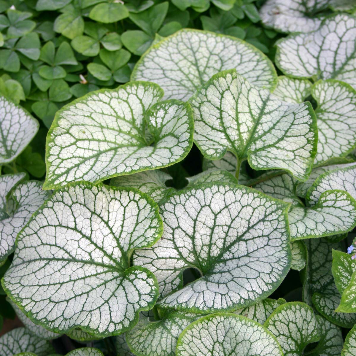 Brunnera 'Jack Frost'