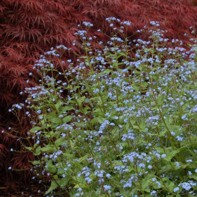 Brunnera 'Jack Frost'