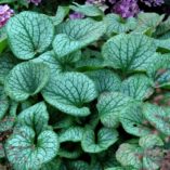 Brunnera 'Jack Frost'