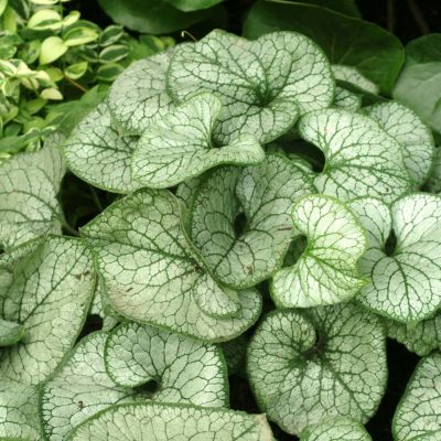 Brunnera 'Jack Frost'