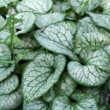 Brunnera 'Jack Frost'