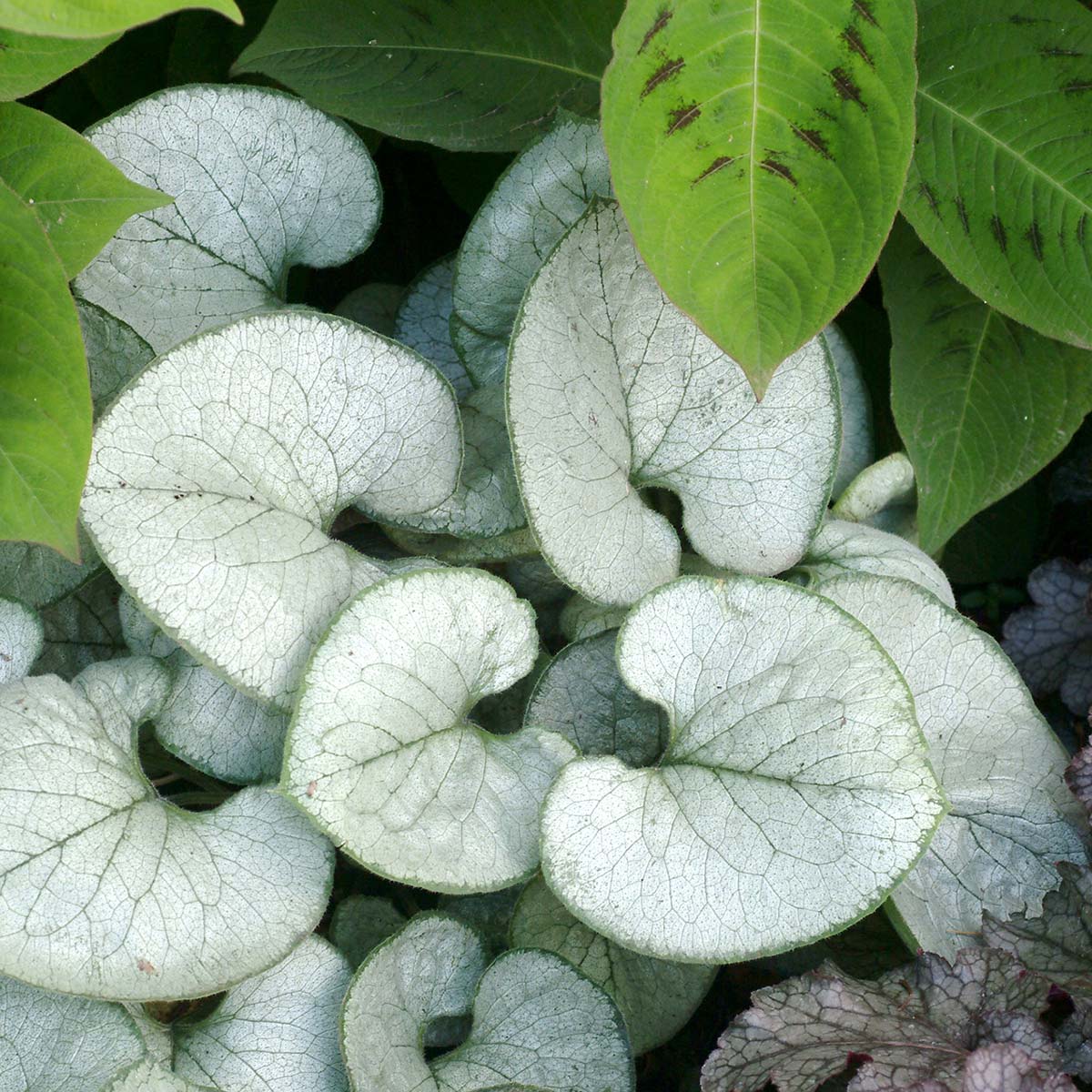 Brunnera 'Looking Glass'