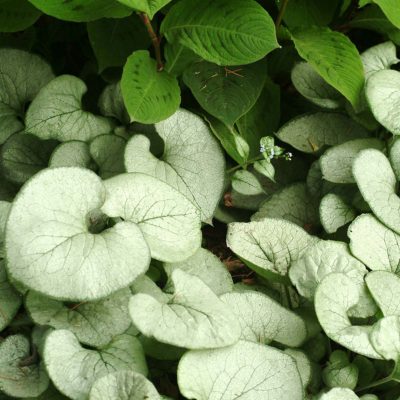 Brunnera 'Looking Glass'