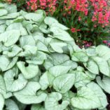 Brunnera 'Looking Glass'