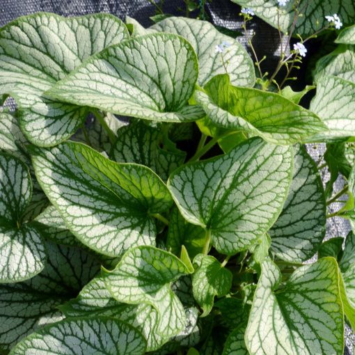 Brunnera 'Silver Charm'