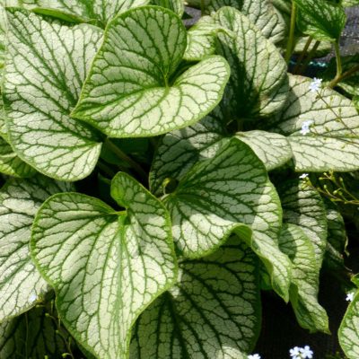 Brunnera 'Silver Charm'